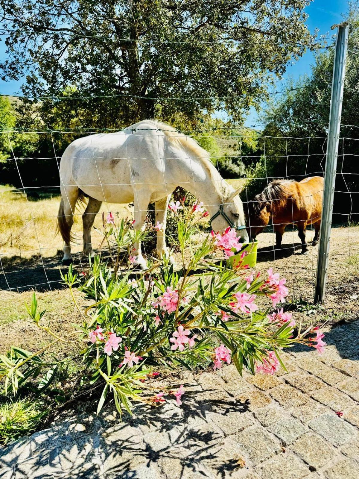 塞洛里科·达贝拉Quinta Vale Da Prata别墅 外观 照片